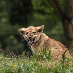 zoo, lion cub, predator-3726403.jpg