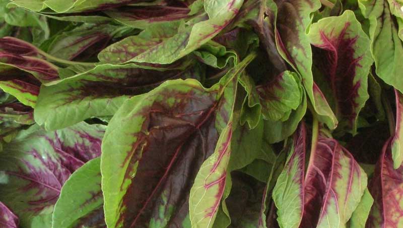 Amaranth leaves chaulai