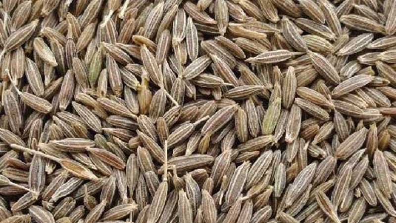 Cumin Seeds Jeera