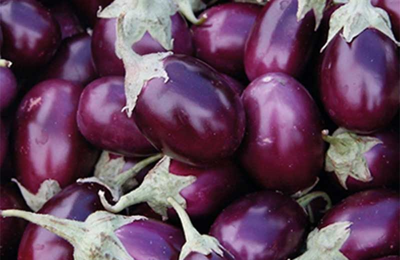 Eggplant Brinjal Baigun