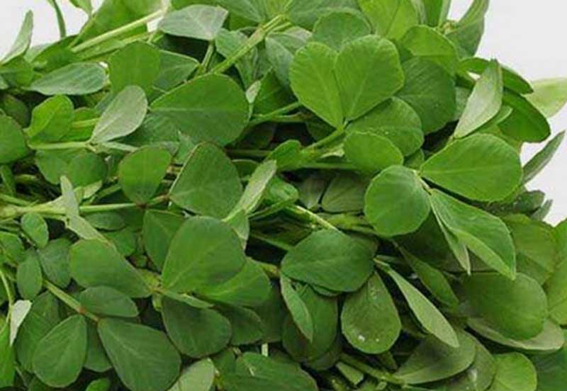 Fenugreek leaves methi