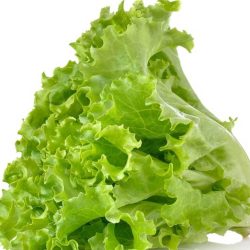 Lettuce Salad Patta