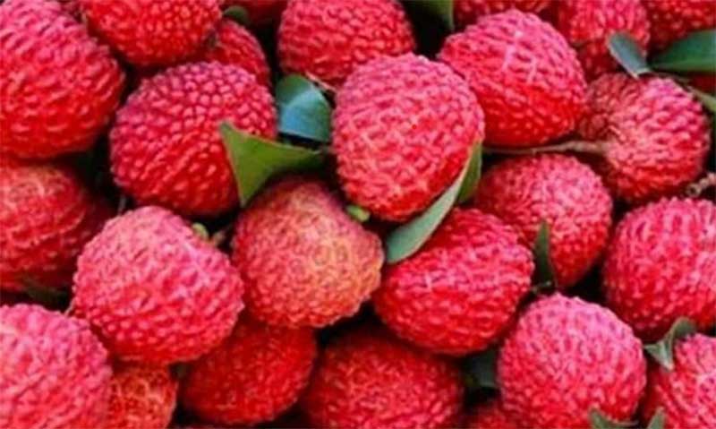 Litchi