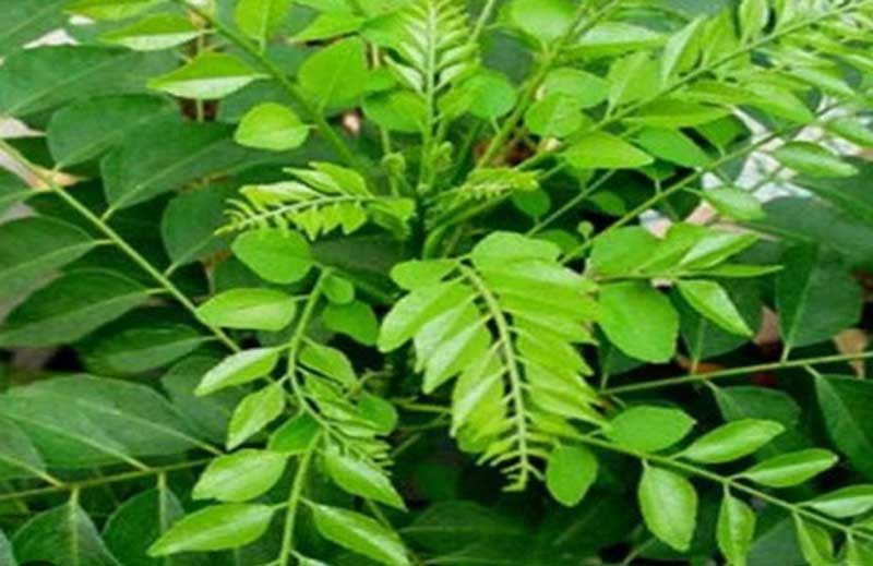 Curry Leaves