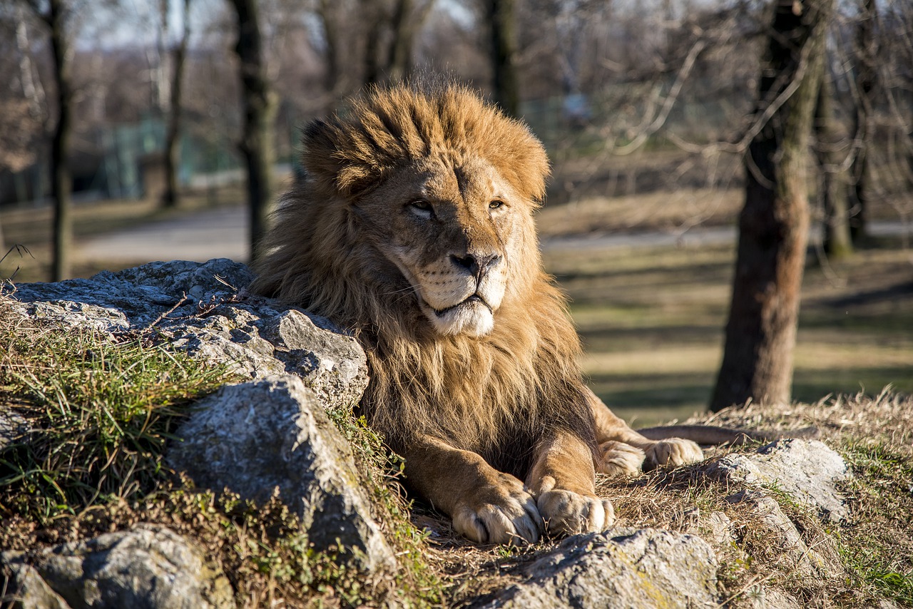 Who Committed The Crime Of Making The Lion