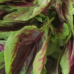 Amaranth leaves chaulai