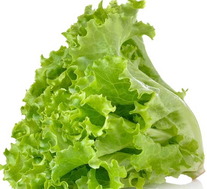 Lettuce Salad Patta