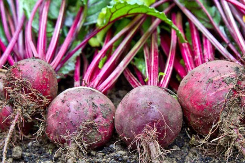 Beetroot