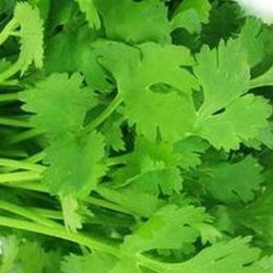 Green Coriander Hara Dhania