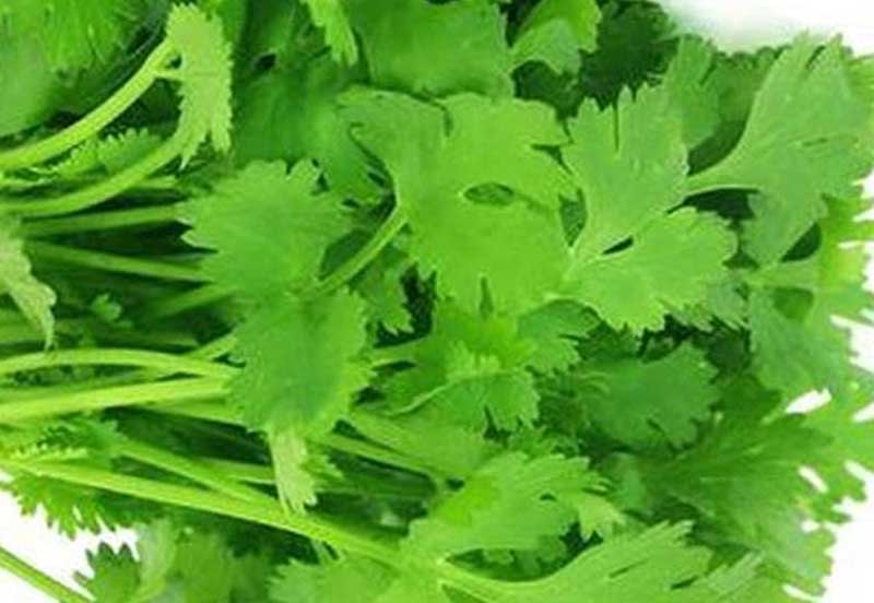 Green Coriander Hara Dhania