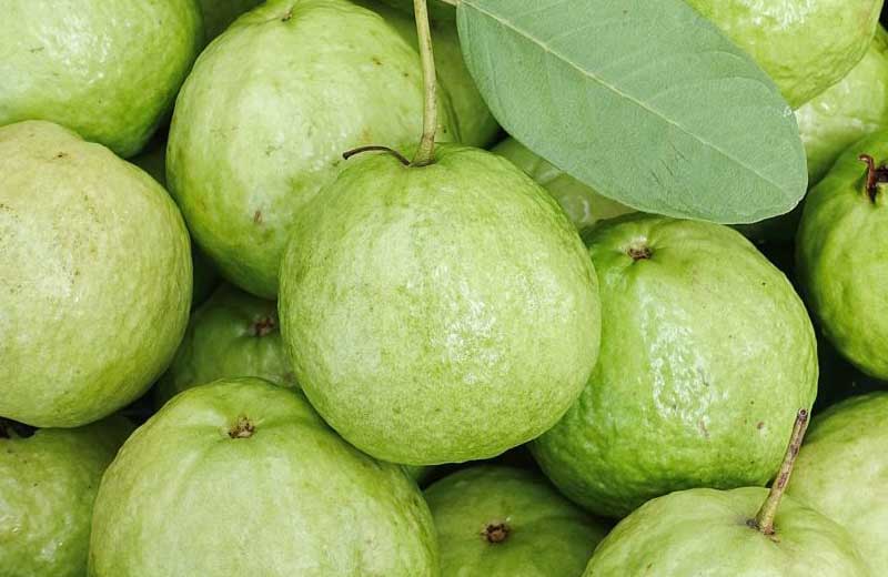 Guava अमरूद