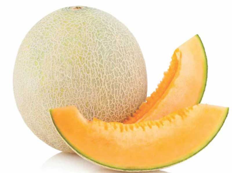 Muskmelon Kharbooja