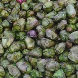 Water Chestnut सिंघाड़ा