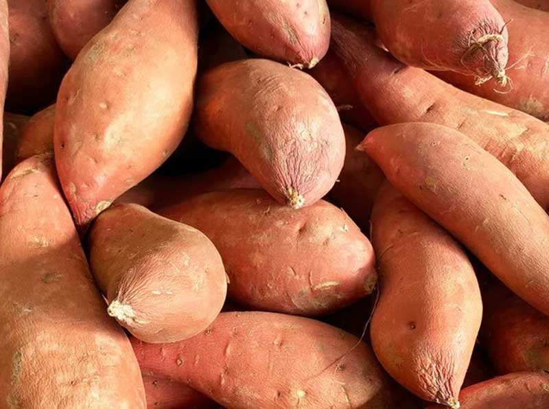 Sweet Potato