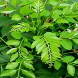 Curry Leaves