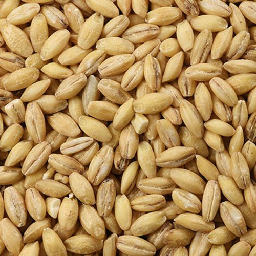 Barley