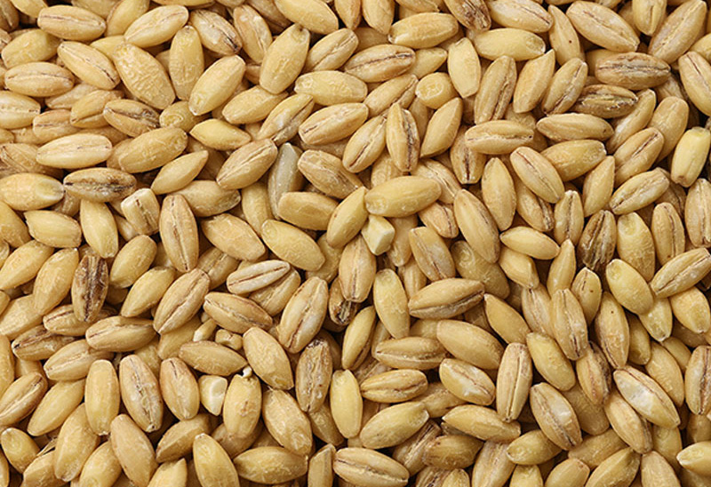 Barley